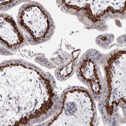 Invitrogen PEG10 Polyclonal Antibody 100 &mu;L; Unconjugated:Antibodies,