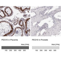 Invitrogen PEG10 Polyclonal Antibody 100 &mu;L; Unconjugated:Antibodies,