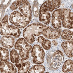 Invitrogen RUSC1 Polyclonal Antibody 100 μL; Unconjugated:Antibodies,