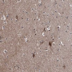 Invitrogen COA7 Polyclonal Antibody 100 &mu;L; Unconjugated:Antibodies,