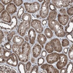 Invitrogen COA7 Polyclonal Antibody 100 &mu;L; Unconjugated:Antibodies,