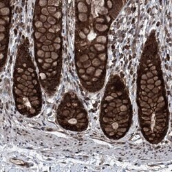 Invitrogen COA7 Polyclonal Antibody 100 &mu;L; Unconjugated:Antibodies,