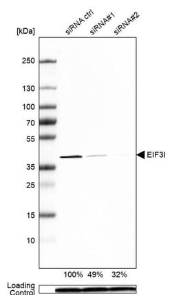 Invitrogen eIF3i Polyclonal Antibody 100 &mu;L; Unconjugated:Antibodies,