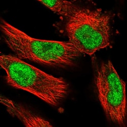 Invitrogen NUFIP1 Polyclonal Antibody 100 &mu;L; Unconjugated:Antibodies,
