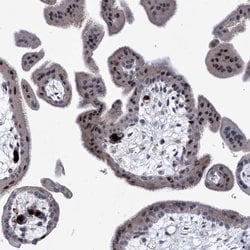 Invitrogen NUFIP1 Polyclonal Antibody 100 &mu;L; Unconjugated:Antibodies,