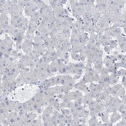 Invitrogen NUFIP1 Polyclonal Antibody 100 &mu;L; Unconjugated:Antibodies,