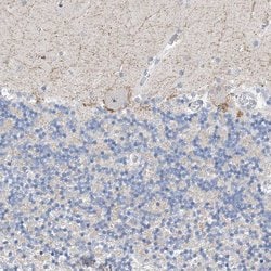 Invitrogen NUFIP1 Polyclonal Antibody 100 &mu;L; Unconjugated:Antibodies,