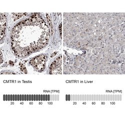 Invitrogen FTSJD2 Polyclonal Antibody 100 &mu;L; Unconjugated:Antibodies,