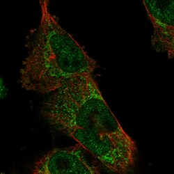 Invitrogen USP48 Polyclonal Antibody 100 &mu;L; Unconjugated:Antibodies,