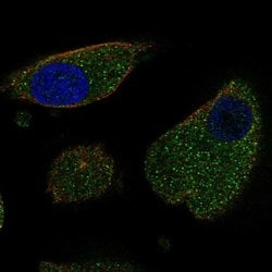 Invitrogen LURAP1 Polyclonal Antibody 100 &mu;L; Unconjugated:Antibodies,