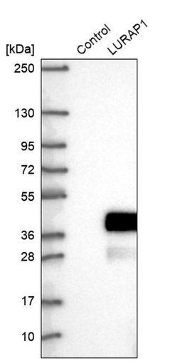 Invitrogen LURAP1 Polyclonal Antibody 100 &mu;L; Unconjugated:Antibodies,