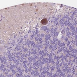 Invitrogen NOS1AP Polyclonal Antibody 100 &mu;L; Unconjugated:Antibodies,