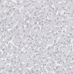 Invitrogen LMOD1 Polyclonal Antibody 100 &mu;L; Unconjugated:Antibodies,