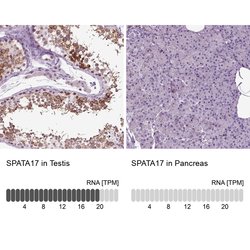 Invitrogen SPATA17 Polyclonal Antibody 100 &mu;L; Unconjugated:Antibodies,