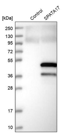 Invitrogen SPATA17 Polyclonal Antibody 100 &mu;L; Unconjugated:Antibodies,