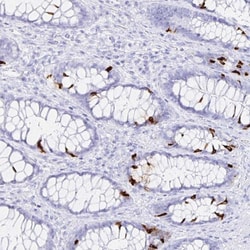 Invitrogen INSL5 Polyclonal Antibody 100 &mu;L; Unconjugated:Antibodies,