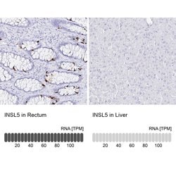 Invitrogen INSL5 Polyclonal Antibody 100 &mu;L; Unconjugated:Antibodies,