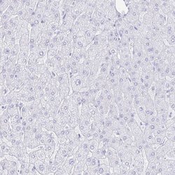Invitrogen INSL5 Polyclonal Antibody 100 &mu;L; Unconjugated:Antibodies,
