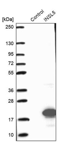 Invitrogen INSL5 Polyclonal Antibody 100 &mu;L; Unconjugated:Antibodies,