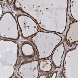 Invitrogen FAM136A Polyclonal Antibody 100 &mu;L; Unconjugated:Antibodies,