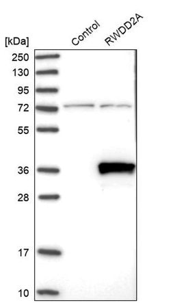Invitrogen RWDD2A Polyclonal Antibody 100 &mu;L; Unconjugated:Antibodies,