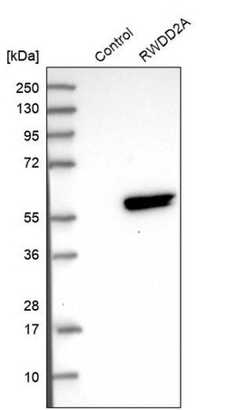 Invitrogen RWDD2A Polyclonal Antibody 100 μL; Unconjugated:Antibodies,