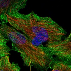 Invitrogen SNX26 Polyclonal Antibody 100 &mu;L; Unconjugated:Antibodies,