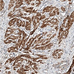 Invitrogen SNX26 Polyclonal Antibody 100 &mu;L; Unconjugated:Antibodies,