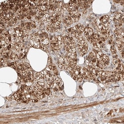 Invitrogen SNX26 Polyclonal Antibody 100 &mu;L; Unconjugated:Antibodies,