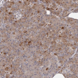 Invitrogen ANR44 Polyclonal Antibody 100 &mu;L; Unconjugated:Antibodies,