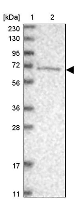 Invitrogen ANR44 Polyclonal Antibody 100 &mu;L | Buy Online | Invitrogen&trade; | Fisher Scientific
