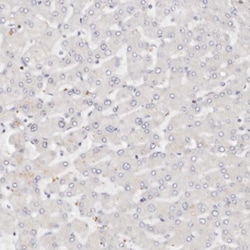 Invitrogen IQGAP3 Polyclonal Antibody 100 &mu;L | Buy Online | Invitrogen&trade; | Fisher Scientific