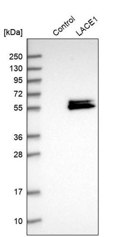 Invitrogen LACE1 Polyclonal Antibody 100 &mu;L; Unconjugated:Antibodies,