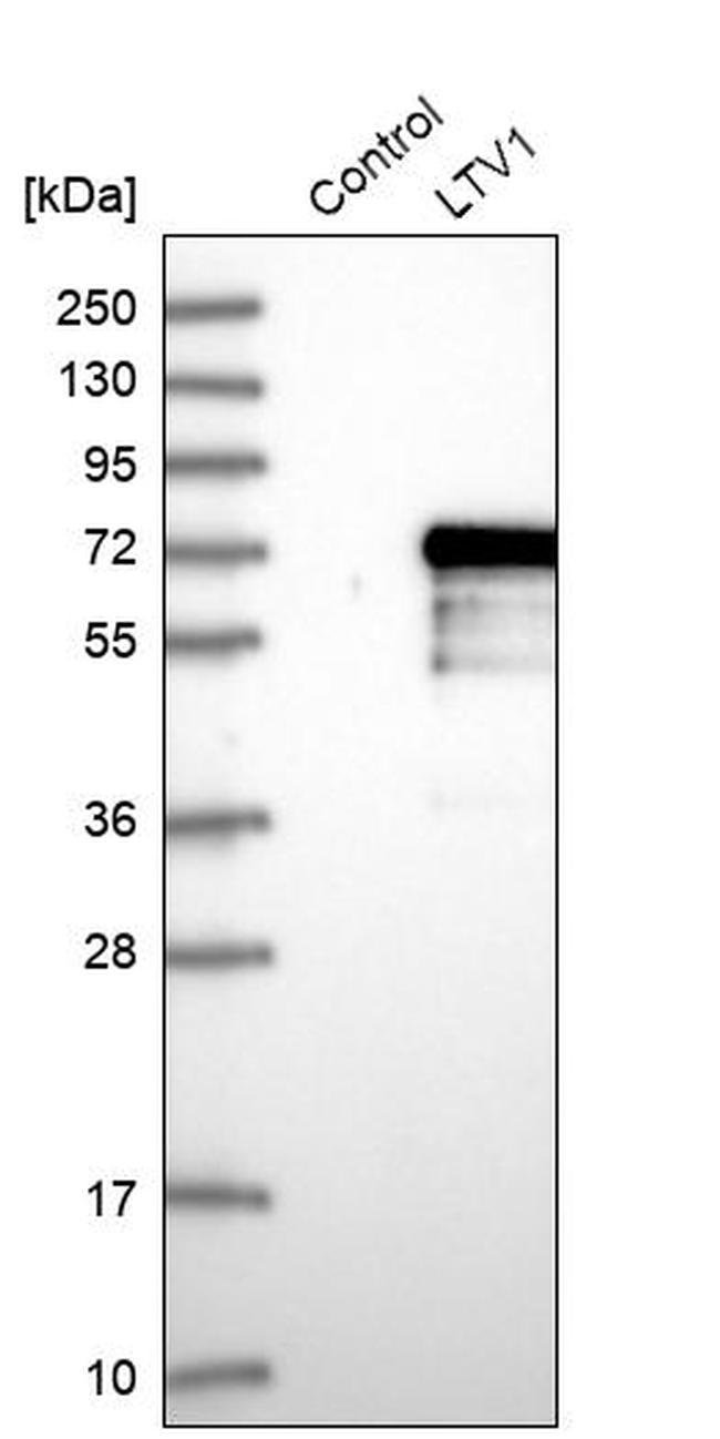 Invitrogen LTV1 Homolog Polyclonal Antibody 100 μL; Unconjugated ...