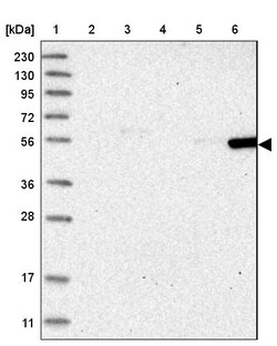 Invitrogen FRS3 Polyclonal Antibody 100 &mu;L | Buy Online | Invitrogen&trade; | Fisher Scientific