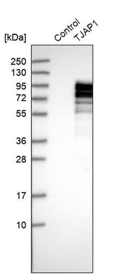 Invitrogen TJAP1 Polyclonal Antibody 100 μL; Unconjugated:Antibodies,