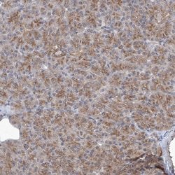 Invitrogen KLC4 Polyclonal Antibody 100 &mu;L; Unconjugated:Antibodies,