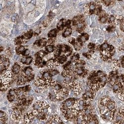 Invitrogen KLC4 Polyclonal Antibody 100 &mu;L; Unconjugated:Antibodies,