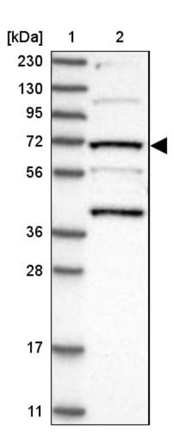Invitrogen KLC4 Polyclonal Antibody 100 &mu;L | Buy Online | Invitrogen&trade; | Fisher Scientific