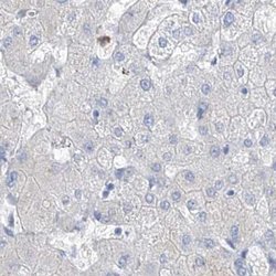 Invitrogen FRS3 Polyclonal Antibody 100 &mu;L | Buy Online | Invitrogen&trade; | Fisher Scientific