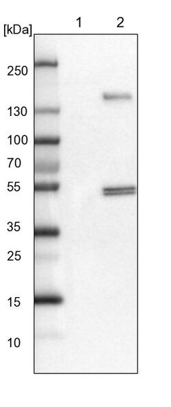 Invitrogen FRS3 Polyclonal Antibody 100 &mu;L | Buy Online | Invitrogen&trade; | Fisher Scientific