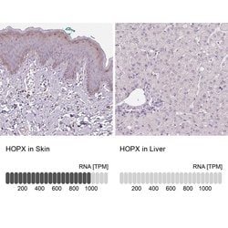 Invitrogen Hopx Polyclonal Antibody 100 &mu;L; Unconjugated:Antibodies,