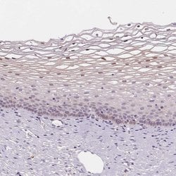 Invitrogen Hopx Polyclonal Antibody 100 &mu;L; Unconjugated:Antibodies,