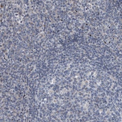 Invitrogen DST Polyclonal Antibody 100 &mu;L; Unconjugated:Antibodies,