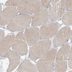 Invitrogen AGPS Polyclonal Antibody 100 μL; Unconjugated:Antibodies,