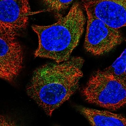 Invitrogen PSMB10 Polyclonal Antibody 100 &mu;L; Unconjugated:Antibodies,