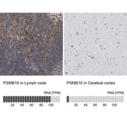 Invitrogen PSMB10 Polyclonal Antibody 100 &mu;L; Unconjugated:Antibodies,