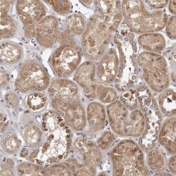 Invitrogen MTO1 Polyclonal Antibody 100 &mu;L; Unconjugated:Antibodies,