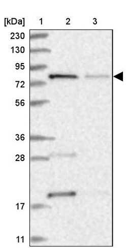 Invitrogen MTO1 Polyclonal Antibody 100 &mu;L | Buy Online | Invitrogen&trade; | Fisher Scientific