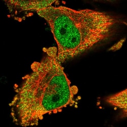 Invitrogen MTO1 Polyclonal Antibody 100 &mu;L | Buy Online | Invitrogen&trade; | Fisher Scientific